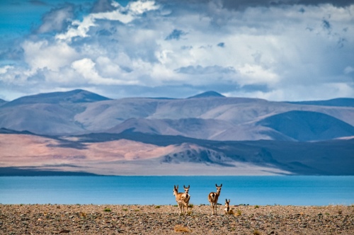 Elfin on the plateau-Bharal
