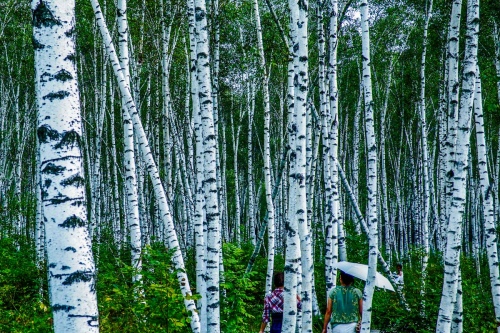 Birch forest