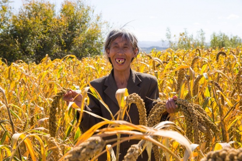 Harvest