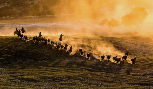 Galloping