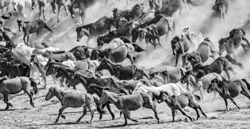 Ten thousand steeds gallop