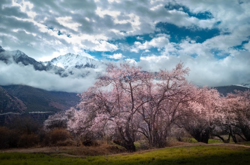 Snowberg reflecting peach blossom
