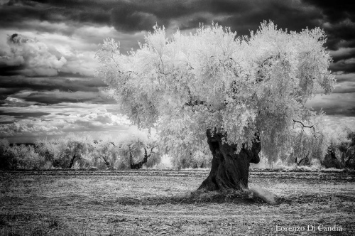 Olive tree infrared