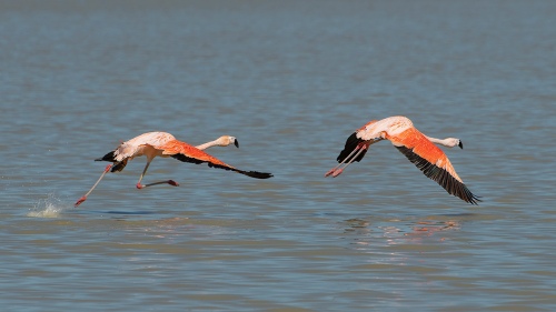 Flamingo takeoff