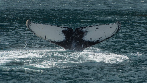 Whale tail