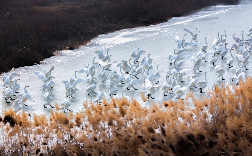 Skating swans