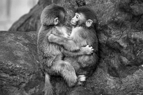 Bosom buddies