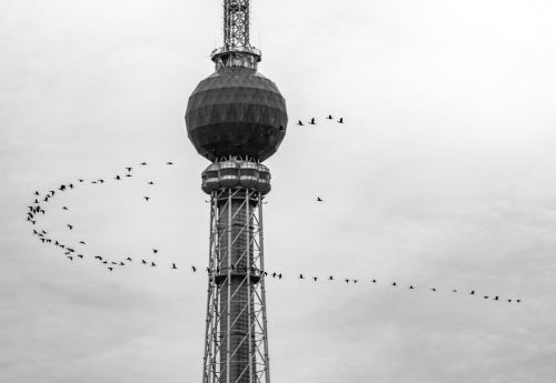 Cormorants hovering around the tower