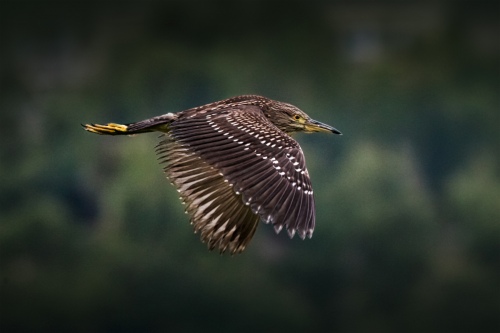 Night Heron