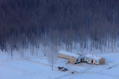 The white birch forest