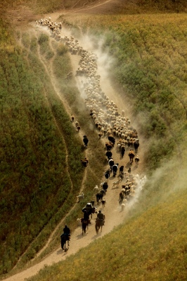 Graze