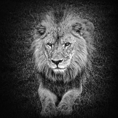 The lion