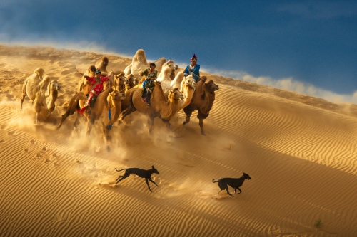 Galloping camels