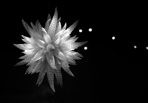 Silhouette of a flower