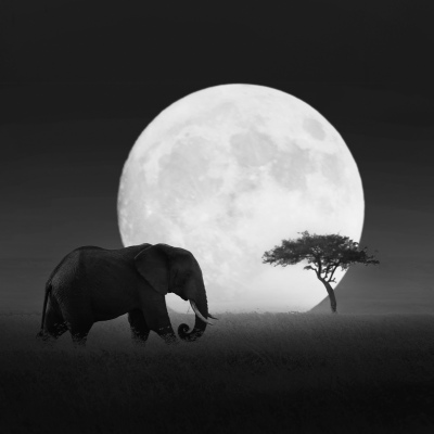 African elephant in the moonlight