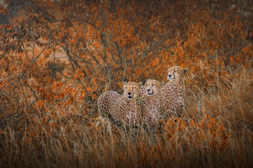 Brothers into battle