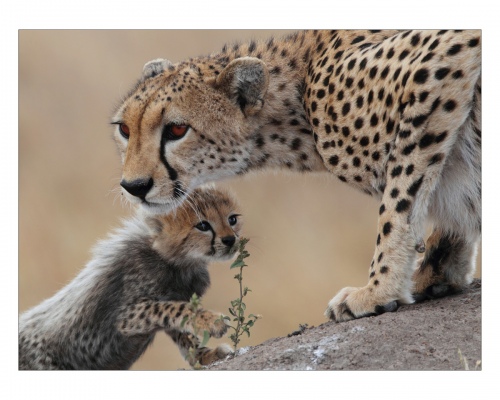 Maternal love