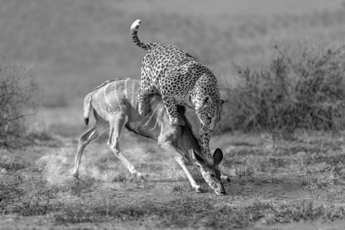 Leopard hunting