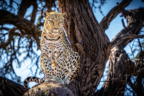 Leopard
