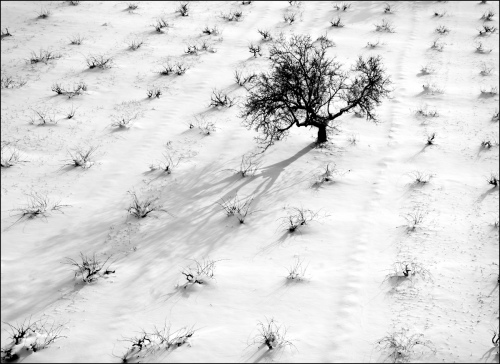 Lone Tree in Snow