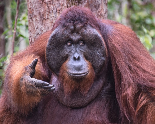 Alpha Male Orangutan - Borneo
