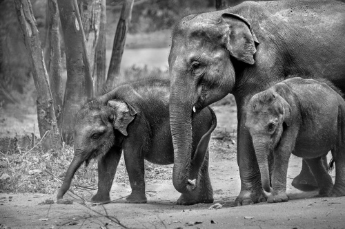 Elephant Family - Sri Lanka