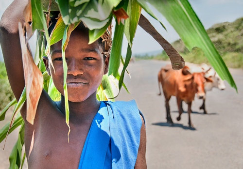 Cow Boy with feed forCattle