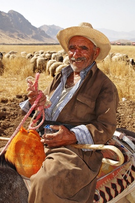 Shepherd