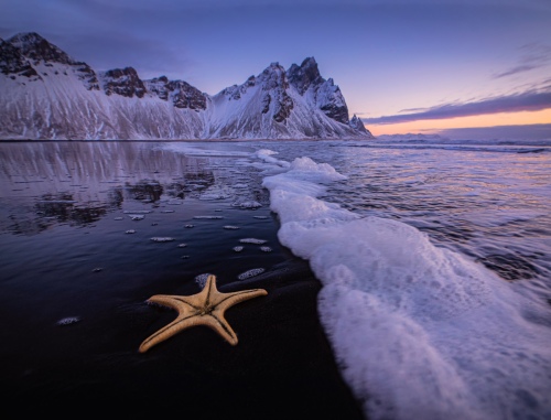 The star
