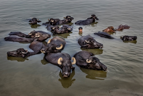Buffaloes