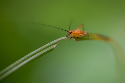 INSECT 86