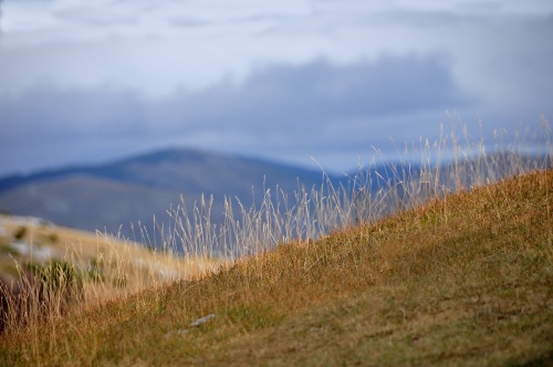 Grass blades.