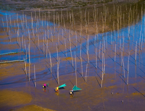 Female combing fishers