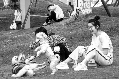 Dog fight