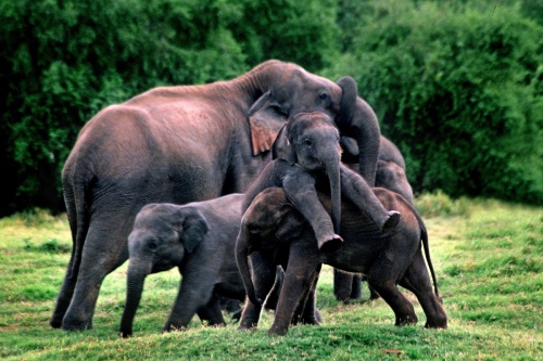 Playing Kids -Minneriya