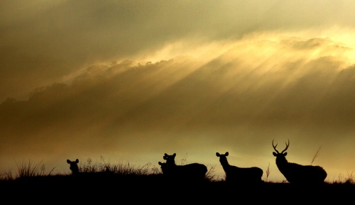 Sambar Deer – Horton Plains