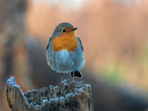 Robin watching 03