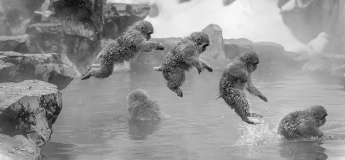 Snow Monkey Jump Sequence