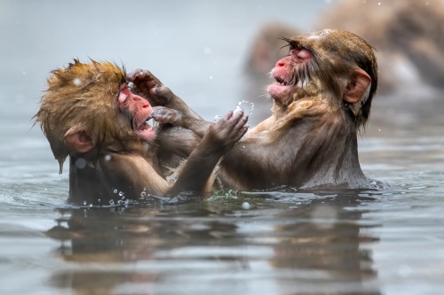 Baby Snow Monkeys
