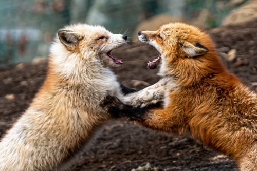 Clash of Foxes