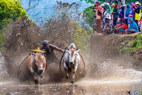 Bull Mud Racing