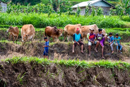 Traditional Bull Races