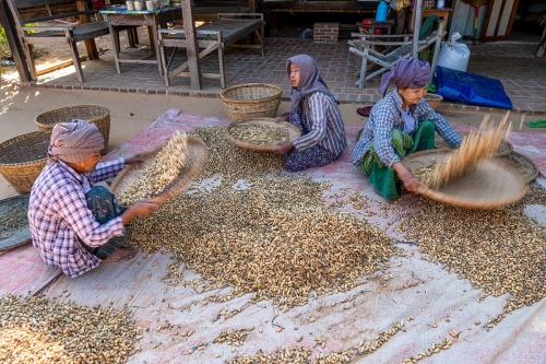 Groundnut Workers