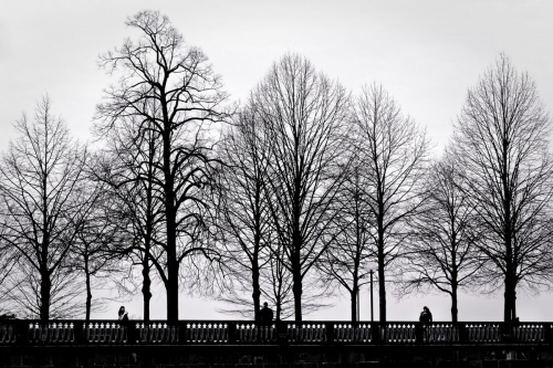 winter trees
