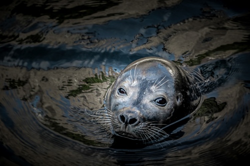 the seal