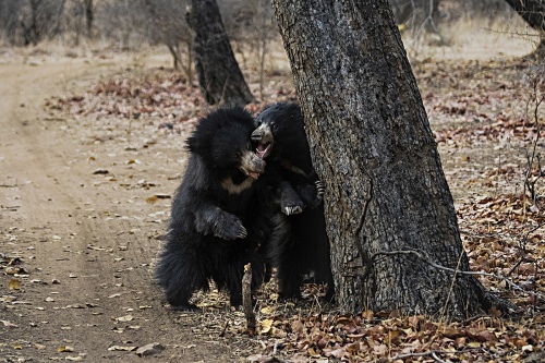 SLOTH BEAR CUB AT RANTHAMBORE