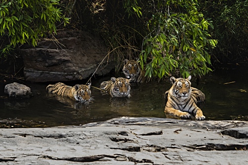 TIGER FAMILY AT ANTHAMBORE