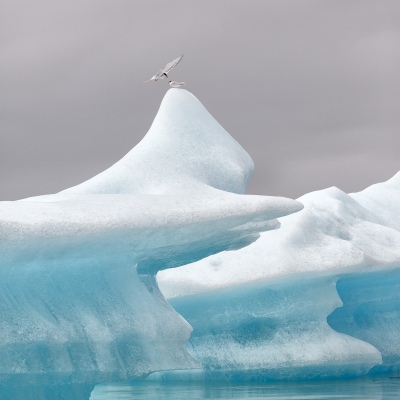 Atlantic tern 4
