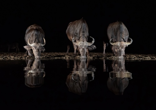 Buffalo Trio