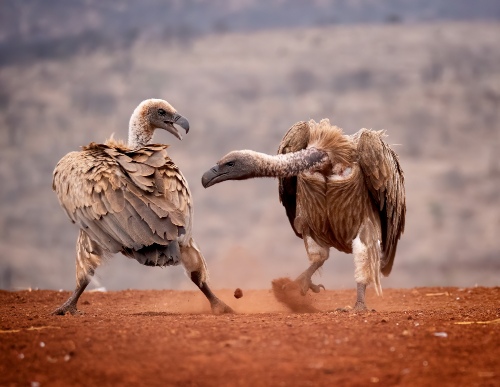 Vulture Dispute